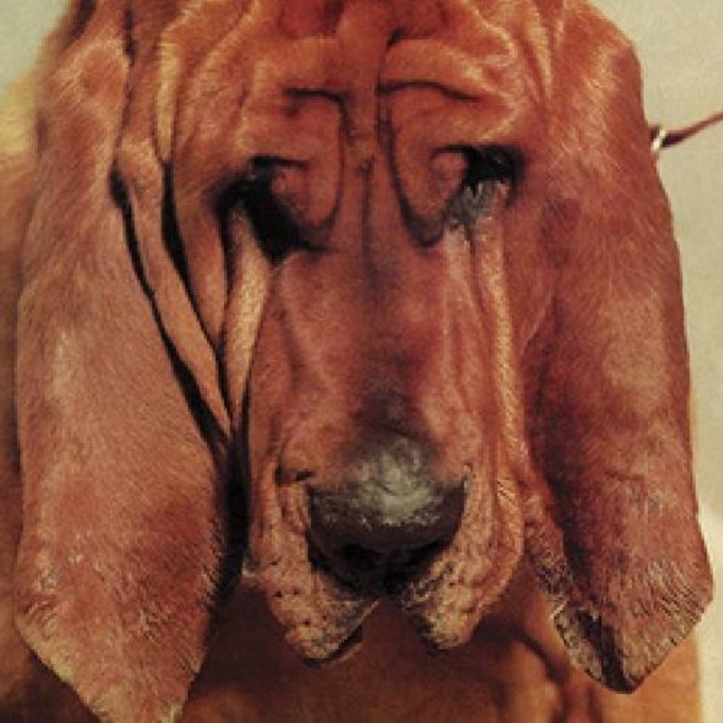 Ty Segall – Goodbye Bread – VINYL LP
